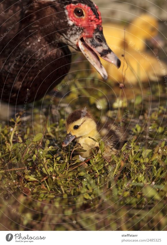 Mutter und Baby Muskovy Entenküken Cairina moschata Sommer Eltern Erwachsene Familie & Verwandtschaft Natur Tier Teich Wildtier Vogel 4 niedlich gelb Küken