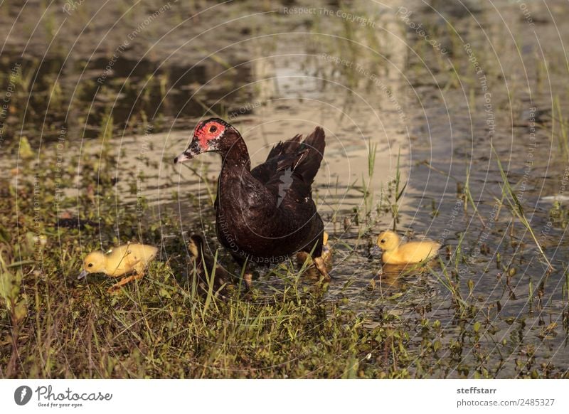 Mutter und Baby Muskovy Entenküken Cairina moschata Sommer Eltern Erwachsene Familie & Verwandtschaft Natur Tier Teich Nutztier Wildtier Vogel Schwarm