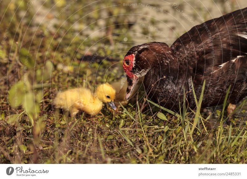 Mutter und Baby Muskovy Entenküken Cairina moschata Sommer Eltern Erwachsene Familie & Verwandtschaft Natur Tier Teich Wildtier Vogel 4 Schwarm Tierjunges