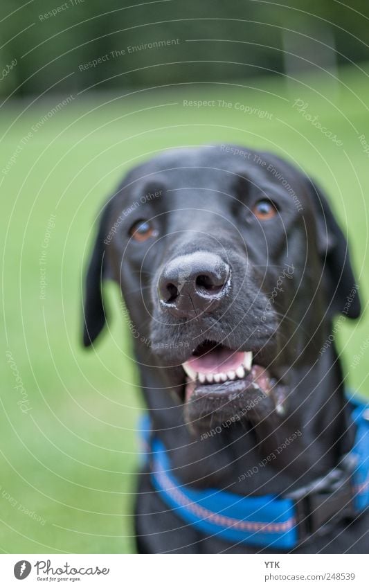 Ohhh Leckerlie? Natur Pflanze Gras Park Wiese Haustier Hund beobachten sitzen leuchten warten Labrador Hundeblick Treue beste Freundschaft Verbindung Erwartung