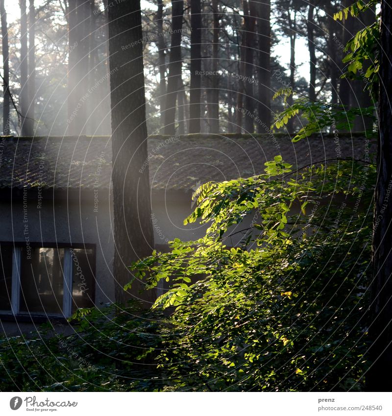 waldspaziergang Haus Natur Landschaft Pflanze Schönes Wetter Baum Sträucher Wald Fenster Dach Umwelt Verfall Vergänglichkeit Baracke alt Licht Farbfoto