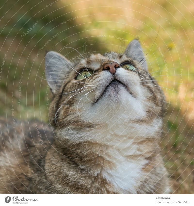 Wann regnet es? Katze blickt zum Himmel hinauf Pflanze Tier Sommer Gras Garten Haustier 1 beobachten sitzen schön braun grün weiß Neugier Katzenportrait