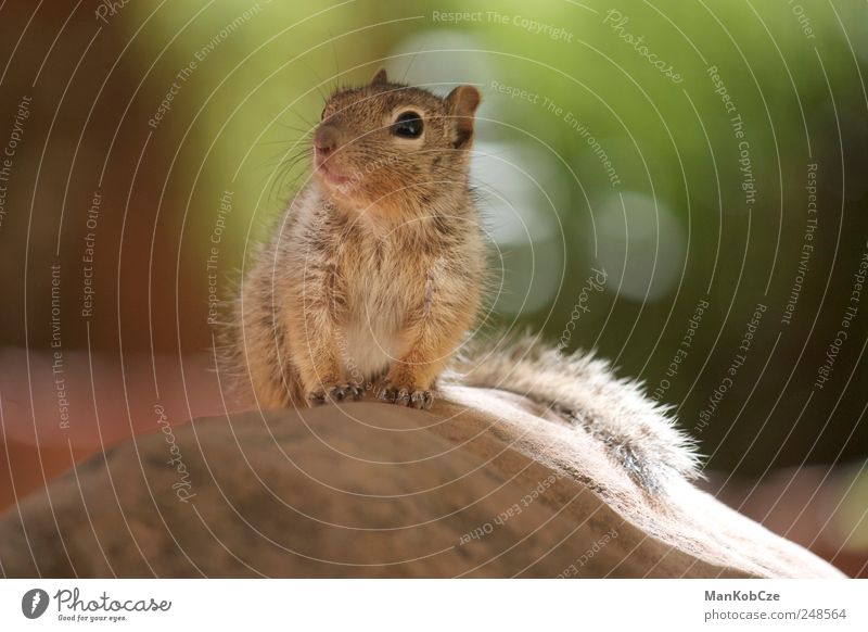 Squirrel Tier Wildtier Tiergesicht Pfote 1 Tierjunges beobachten entdecken authentisch Fröhlichkeit schön kuschlig klein Neugier niedlich braun Vertrauen