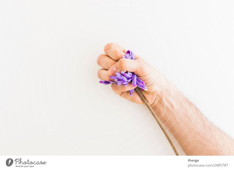 Menschliche Hand, die einen Löwenzahn auf weißem Hintergrund fängt. Kräuter & Gewürze schön Garten Finger Natur Pflanze Blume Blatt Blüte frisch natürlich wild