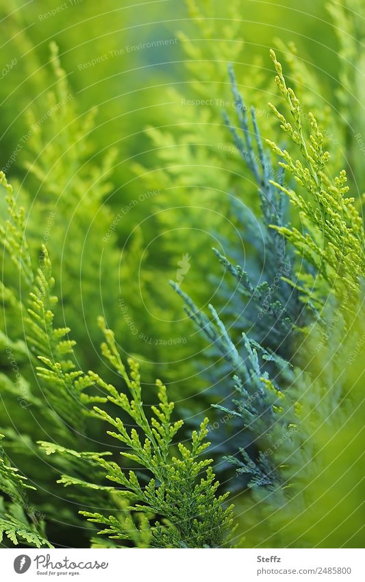 Heckenzypresse Heckenpflanze Grünpflanze Sträucher grün Sichtschutz Zaun dekorativ Juni Jungpflanze immergrüne Pflanzen Gartenpflanzen wachsen natürlich