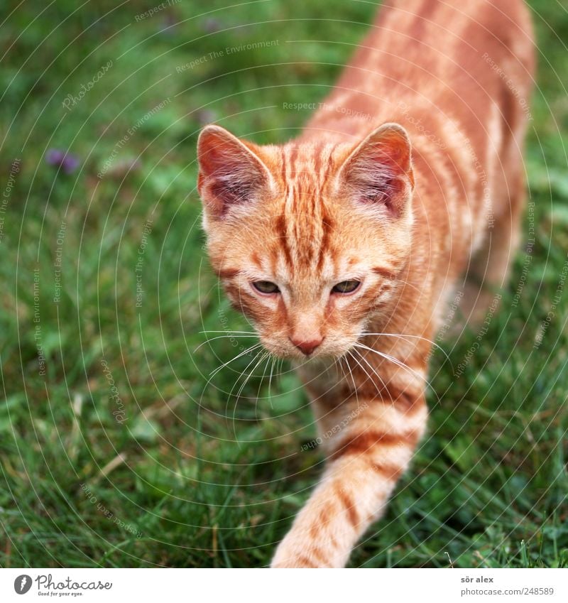 kidcat Wiese Tier Haustier Katze Tiergesicht Fell Schnurrhaar 1 gehen Neugier niedlich grün Katzenauge Katzenohr orange gestreift Tierliebe schleichen