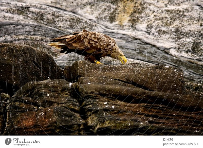 Seeadler auf Bleiksöya Umwelt Natur Sommer schlechtes Wetter Felsen Küste Insel Insel Bleiksoya Vesteralen Felsküste Gesteinsformationen Norwegen Arktis Tier