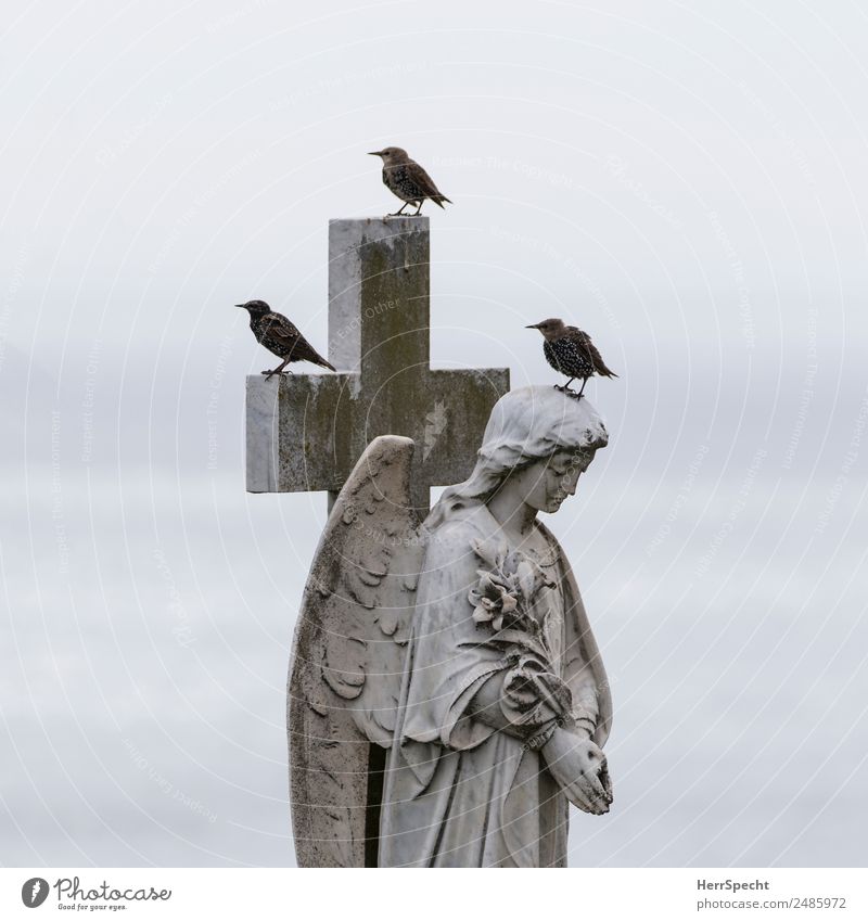 Trio Tier Vogel 3 Stein Zeichen Kreuz Engel ästhetisch außergewöhnlich kalt seriös grau Friedhof Grab Grabstein Grabmal Statue Gebet Trauer Star Pause warten