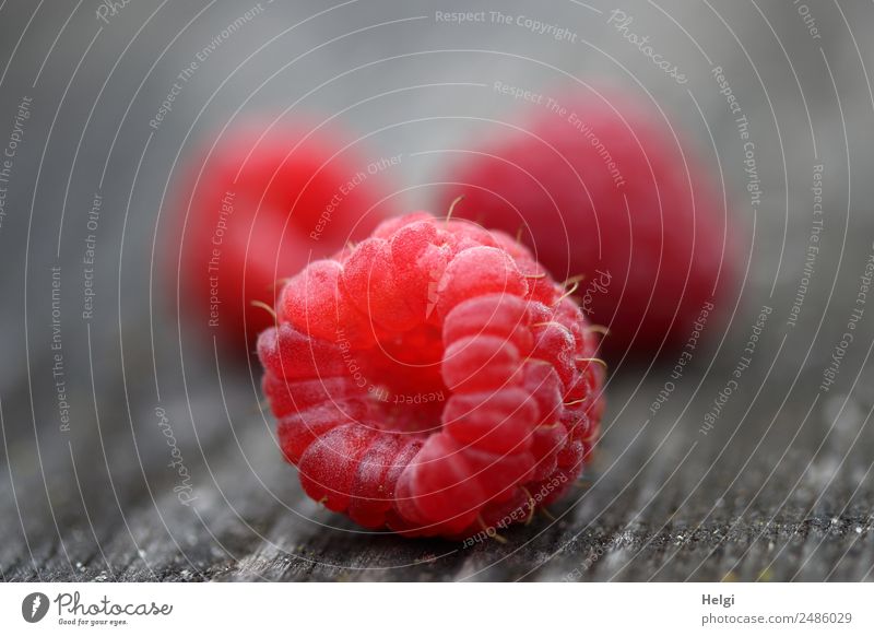 leckere Himbeeren Lebensmittel Frucht Holz liegen ästhetisch einfach frisch Gesundheit klein natürlich grau rosa rot 3 Farbfoto mehrfarbig Außenaufnahme