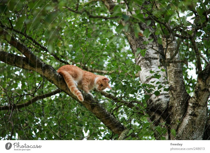 Hilfe... Natur Baum Blatt Grünpflanze Nutzpflanze Garten Park Wald Tier Haustier Katze Fell 1 warten bedrohlich grün Tapferkeit selbstbewußt Macht Mut geduldig