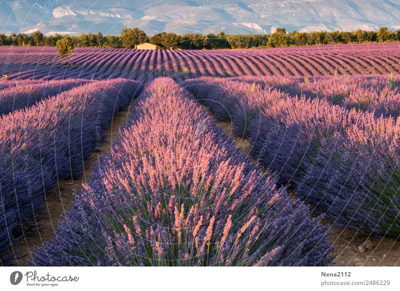 Süchtig nach Licht und Duft | Fernweh Umwelt Landschaft Pflanze Erde Sommer Blume Blüte Nutzpflanze Wildpflanze Feld violett Gefühle Stimmung Glück Lebensfreude