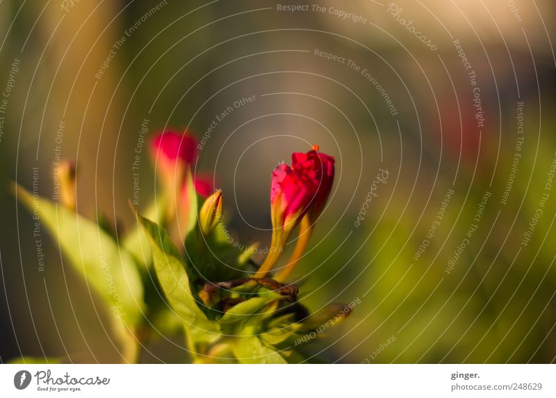 Blumen aus Kroatien Umwelt Natur Pflanze Sommer Schönes Wetter Blatt Blüte grün rot geschlossen zart Warme Farbe Farbfoto mehrfarbig Außenaufnahme Nahaufnahme