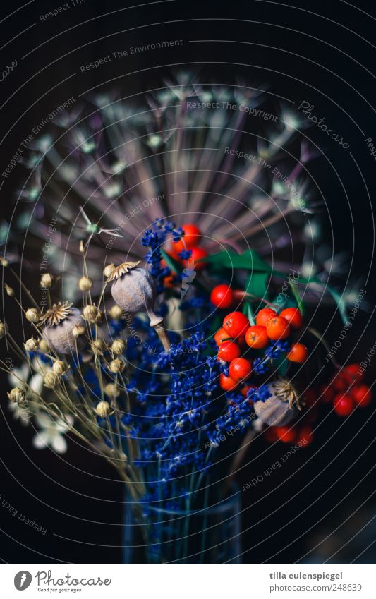 ° Blume Blumenstrauß natürlich trocken mehrfarbig rot Lavendel Mohn Mohnkapsel Pflanze Beeren Trockenblume Mischung Unschärfe schwarz Farbfoto Innenaufnahme