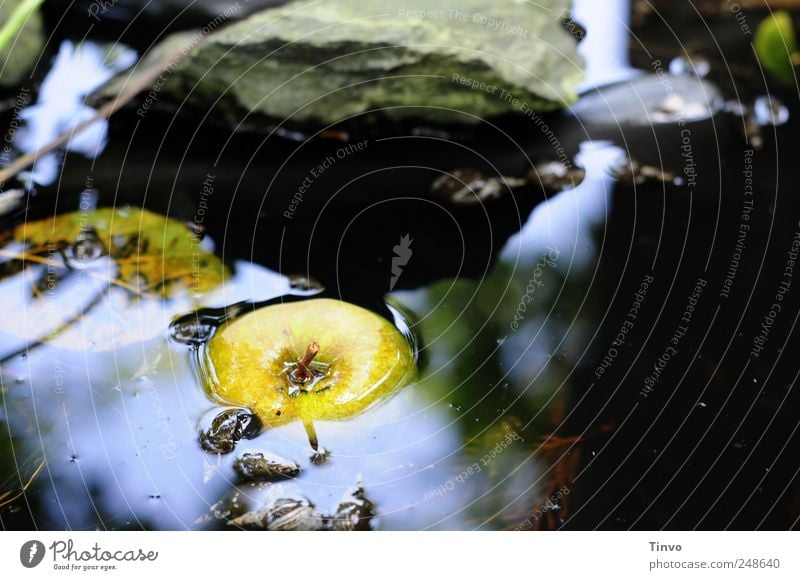 Was vom Sommer übrig blieb Umwelt Natur Wasser Schwimmen & Baden nass Apfel Bachufer Stein Gewässer Herbstlaub eingetaucht Wasserschnecken dunkel Feuchtgebiete