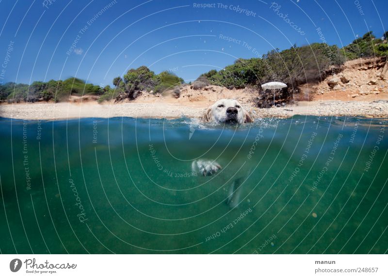 Seehund II Fitness Sport-Training Wassersport Schwimmen & Baden Hundekopf Landschaft Himmel Meer Tier Haustier Labrador 1 Arbeit & Erwerbstätigkeit Erholung