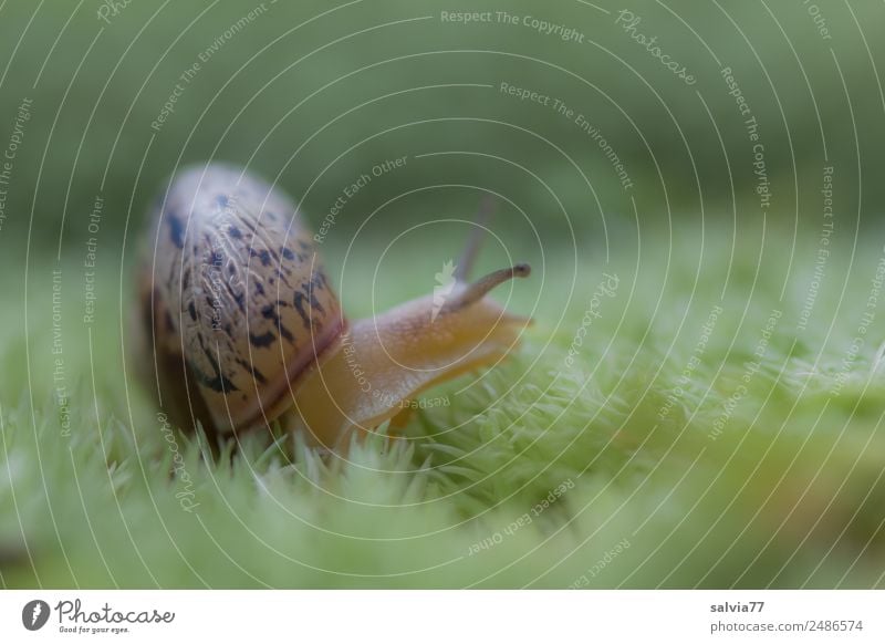 Tastsinn Natur Pflanze Moos Tier Schnecke Fühler 1 natürlich weich grün entdecken Mobilität Wege & Pfade Ziel langsam Klaviatur krabbeln Farbfoto Außenaufnahme