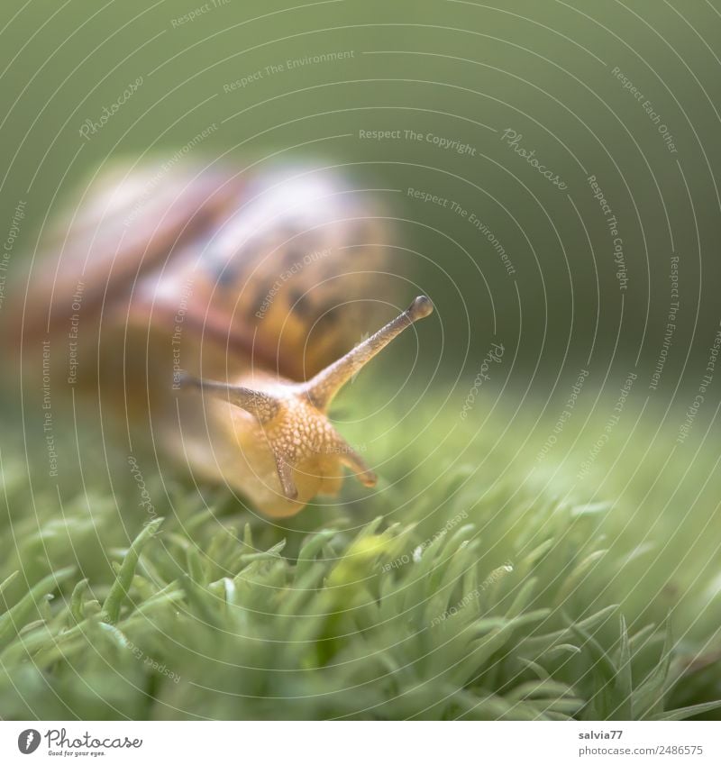 Immer mit der Ruhe! Natur Erde Moos Wald Schnecke Weichtier Fühler 1 Tier schleimig braun grün Gerechtigkeit Mobilität Perspektive ruhig Schutz Ziel langsam