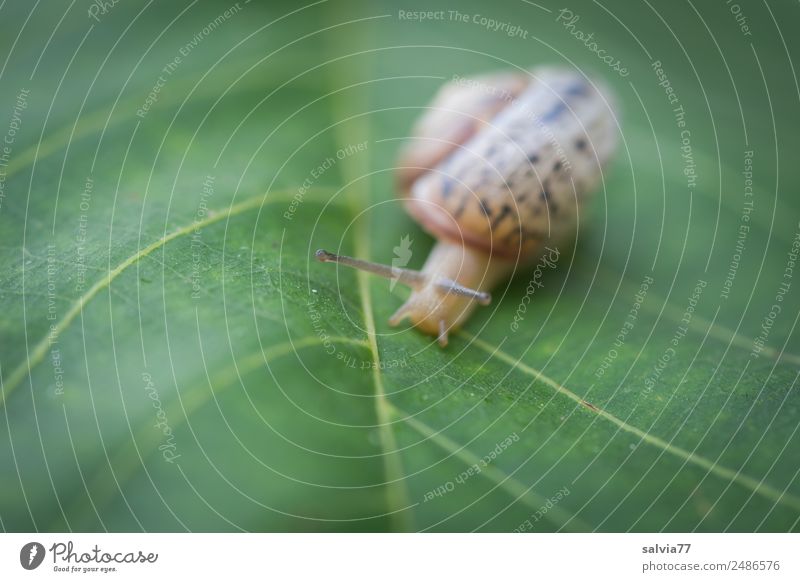 Geschwindigkeit | Schneckentempo Natur Pflanze Blatt Blattgrün Blattadern Tier Fühler Weichtier 1 schleimig braun ruhig Schutz Symmetrie Wege & Pfade Ziel