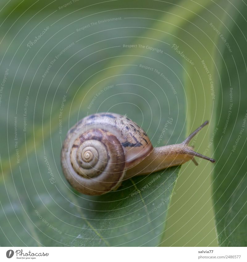 überbrücken Umwelt Natur Pflanze Blatt Blattadern Blattgrün Tier Schnecke 1 schleimig Geschwindigkeit Mobilität Perspektive Schutz Wege & Pfade Ziel Ornament