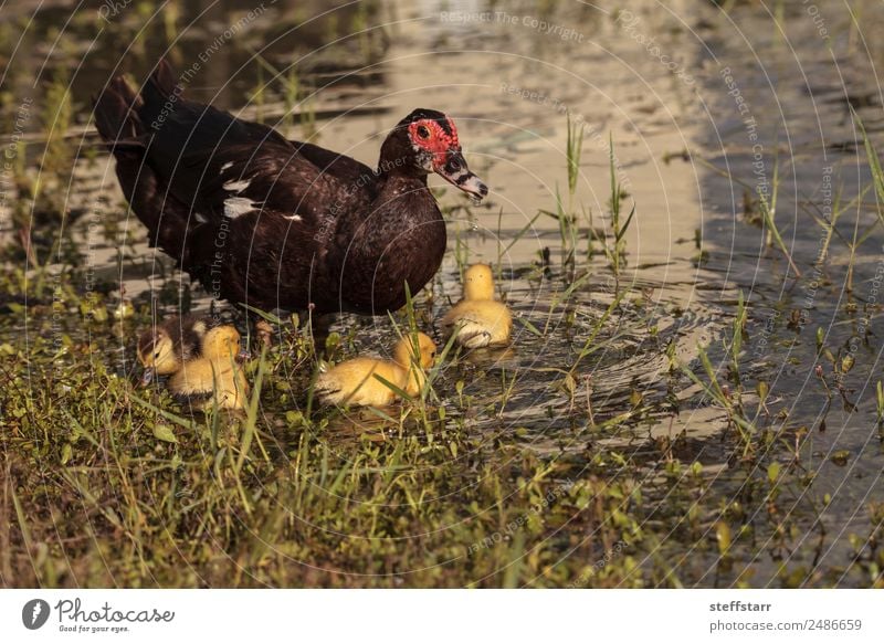 Mutter und Baby Muskovy Entenküken Cairina moschata Sommer Eltern Erwachsene Familie & Verwandtschaft Natur Tier Teich Nutztier Wildtier Vogel Schwarm