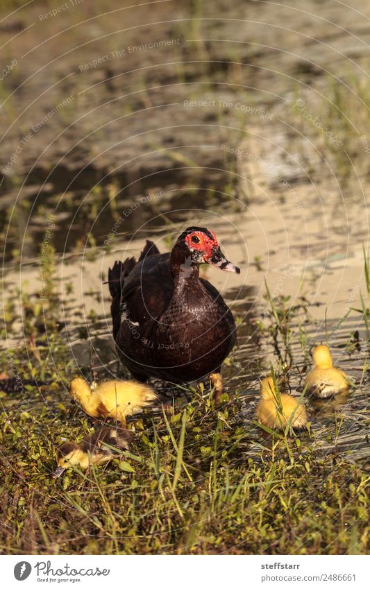 Mutter und Baby Muskovy Entenküken Cairina moschata Sommer Eltern Erwachsene Familie & Verwandtschaft Natur Tier Teich Nutztier Wildtier Vogel Schwarm