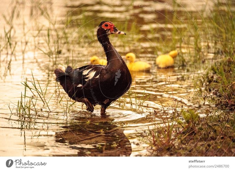 Baby Muskovy Entenküken Cairina moschata Sommer Familie & Verwandtschaft Natur Tier Teich Nutztier Wildtier Vogel Schwarm Tierjunges niedlich braun gelb rot