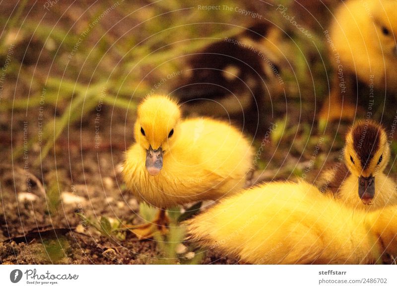 Baby Muskovy Entenküken Cairina moschata Sommer Familie & Verwandtschaft Natur Tier Teich Nutztier Wildtier Vogel Schwarm Tierjunges niedlich braun gelb Küken