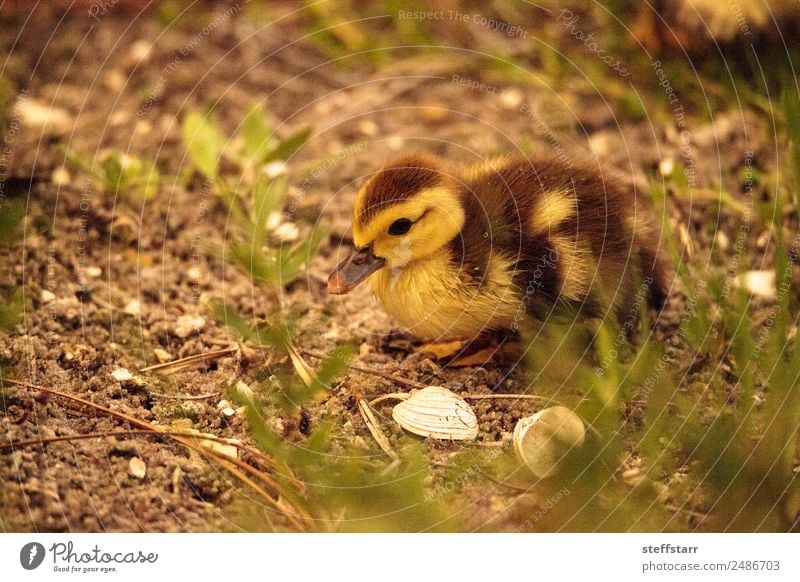 Baby Muskovy Entenküken Cairina moschata Sommer Familie & Verwandtschaft Natur Tier Teich Nutztier Wildtier Vogel 1 Tierjunges niedlich braun gelb Küken