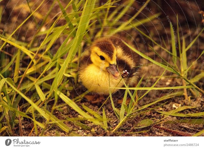 Baby Muskovy Entenküken Cairina moschata Sommer Familie & Verwandtschaft Natur Tier Teich Nutztier Wildtier Vogel 1 Tierjunges niedlich Küken Jungvogel unscharf