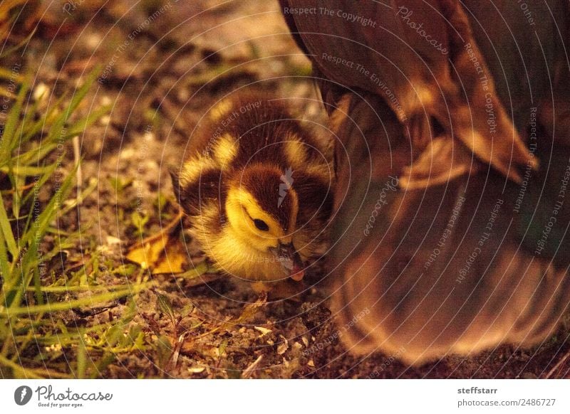 Baby Muskovy Entenküken Cairina moschata Sommer Familie & Verwandtschaft Natur Tier Teich Nutztier Wildtier Vogel Tierjunges niedlich Küken Jungvogel unscharf