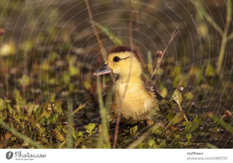 Baby Muskovy Entenküken Cairina moschata Sommer Mutter Erwachsene Familie & Verwandtschaft Natur Tier Teich Nutztier Wildtier Vogel 1 Tierjunges niedlich gelb