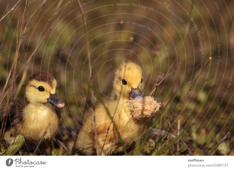 Baby Muskovy Entenküken Cairina moschata Lebensmittel Brot Sommer Mutter Erwachsene Familie & Verwandtschaft Natur Tier Teich Wildtier Vogel 2 Tierjunges