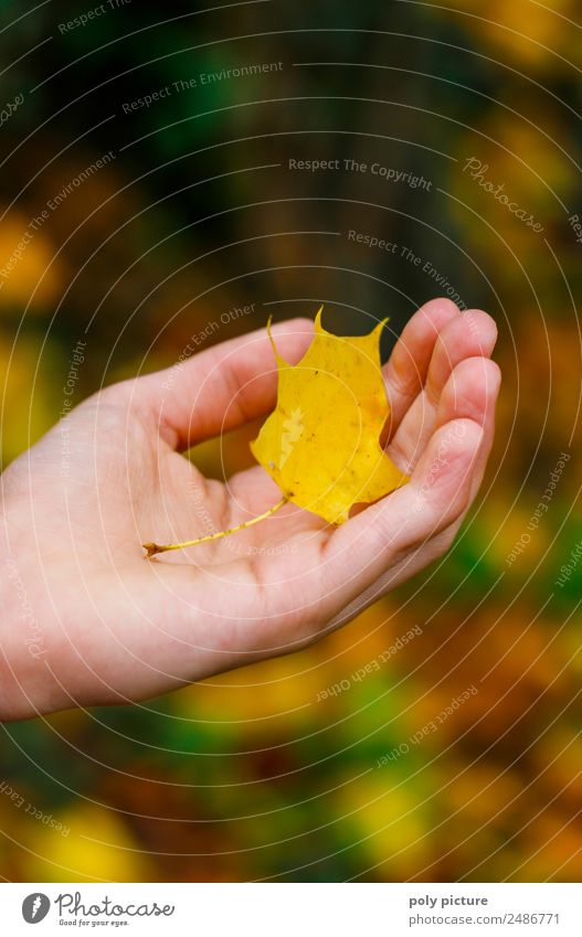 Kinderhand hällt Blatt Lifestyle Kleinkind Kindheit Jugendliche Leben Hand 8-13 Jahre Umwelt Natur Pflanze Sommer Herbst Garten Park Wald Neugier Freude Glück