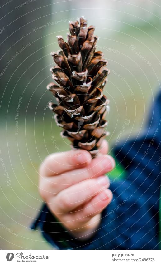 Kinderhand hällt Tannenzapfen Kleinkind Familie & Verwandtschaft Kindheit Jugendliche Hand Finger 1-3 Jahre 3-8 Jahre Umwelt Natur Frühling Sommer Herbst