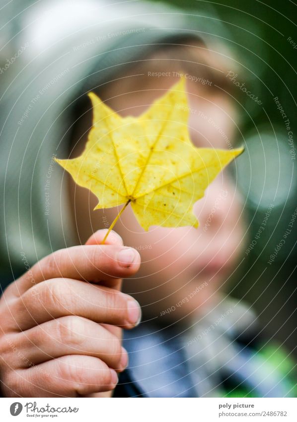 Kleiner Junge hält Blatt Kind Kleinkind Bruder Familie & Verwandtschaft Kopf Hand 1-3 Jahre Umwelt Natur Sommer Herbst Pflanze Baum Garten Park Wald Spielen