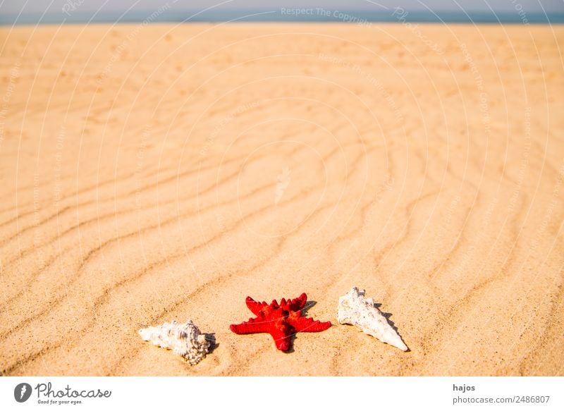 Sandstrand mit Seestern und Schnecken Ferien & Urlaub & Reisen Sommer Strand Tourismus rot Meereschnecken Gehäuse Linie blau Menschenleer einsam Sommerurlaub