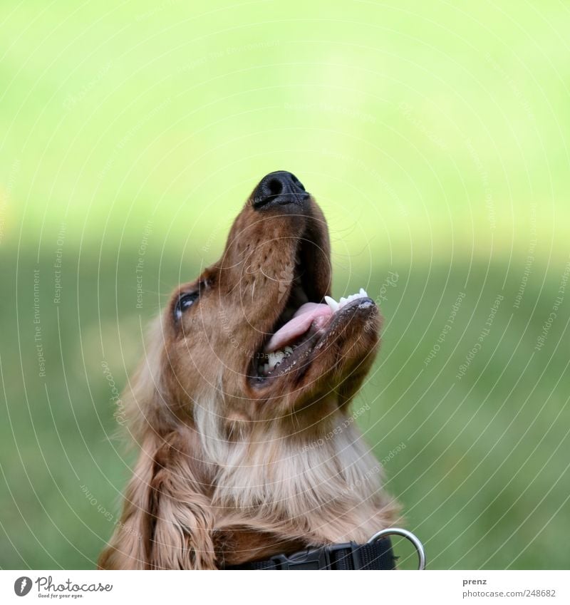 Hund guck in die Luft Tier Park Haustier 1 Blick braun grün Cocker Spaniel Rassehund Jagdhund Tierporträt Kopf Schnauze Farbfoto Außenaufnahme Menschenleer Tag