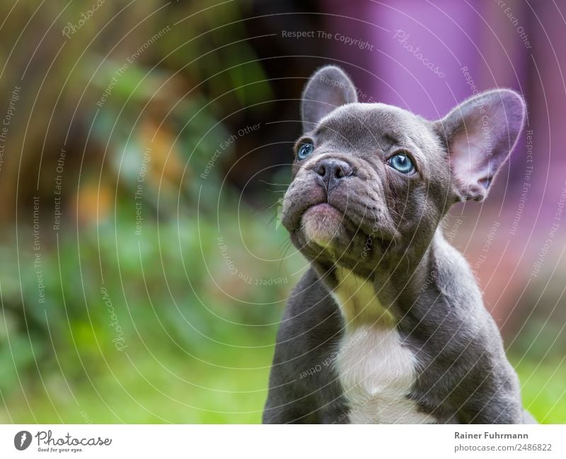 eine sehr junge Französische Bulldogge Tier Haustier Hund 1 Tierjunges sitzen natürlich Neugier Vertrauen Freundschaft Liebe Tierliebe "Haustier