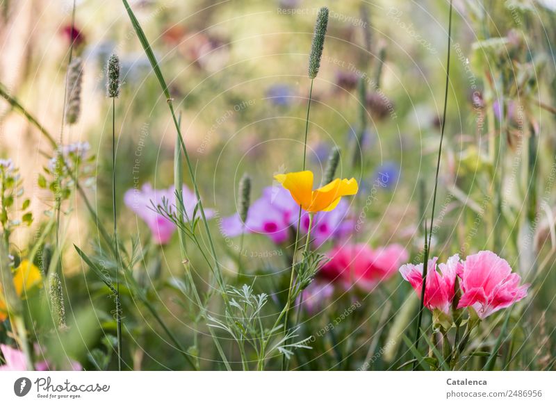 Blumenmischung II Natur Pflanze Sommer Gras Blatt Blüte Wildpflanze Mohn Kornblume Phlox Garten Wiese Blühend Duft verblüht dehydrieren Wachstum ästhetisch