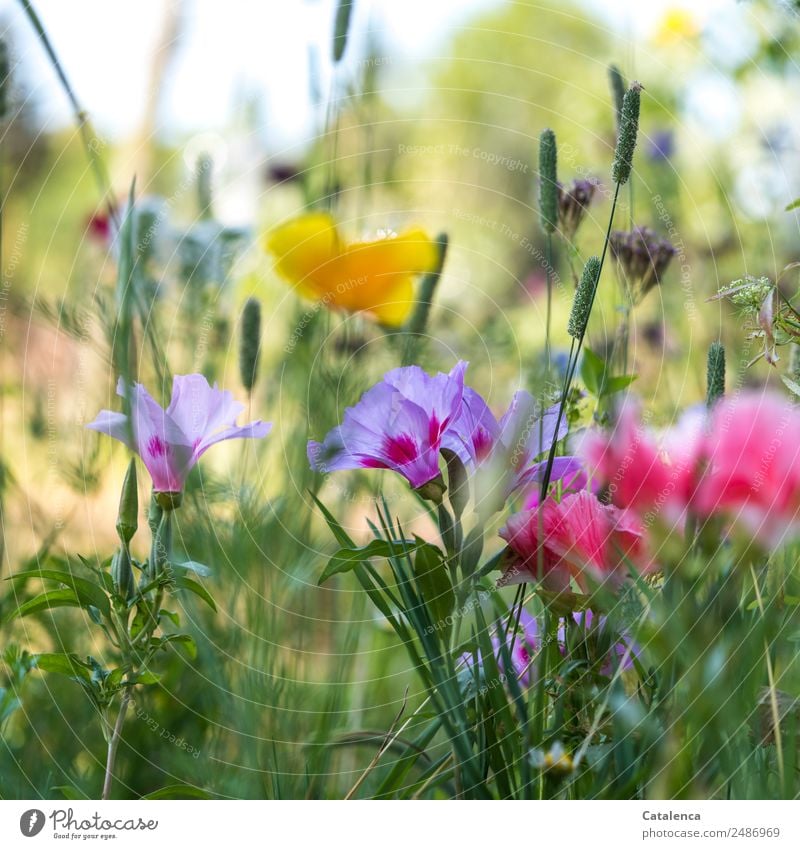 Sommerblumenwiese Natur Pflanze Schönes Wetter Blume Gras Blatt Blüte Wildpflanze Wiesenblume Malvengewächse Mohn Gräserblüte Blühend Duft verblüht dehydrieren