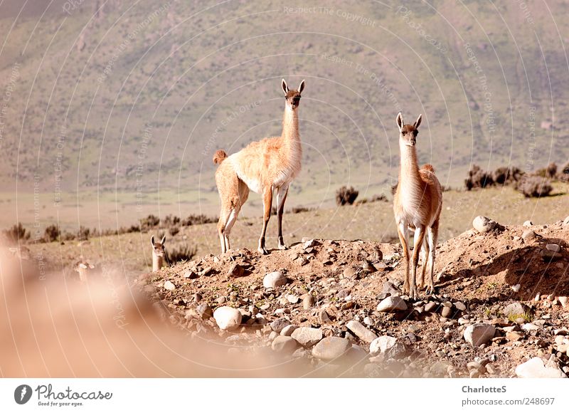 Guanacos exotisch Safari Expedition Sommerurlaub Berge u. Gebirge Umwelt Natur Landschaft Urelemente Sand Dürre Fjord Wüste Anden Stein steinig Flechten Kaktus