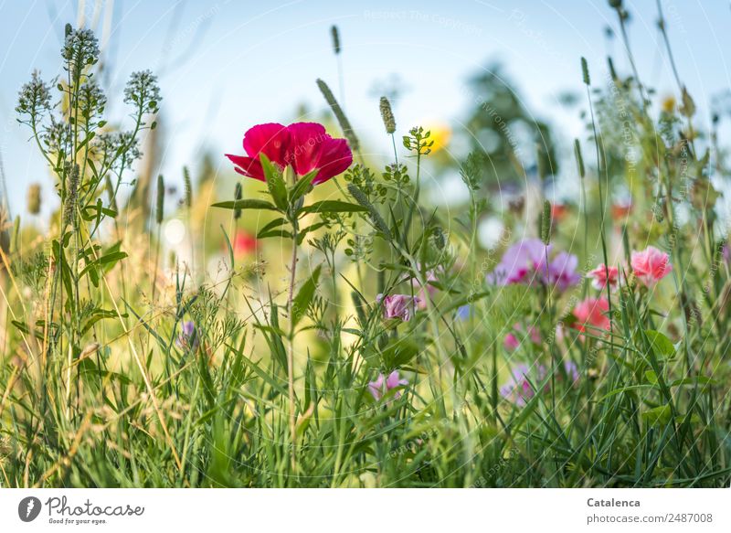 Sommerblumen; Blumen der Blumenwiese Natur Pflanze Wolkenloser Himmel Schönes Wetter Gras Blatt Blüte Wildpflanze Mohn Phlox Schlüsselblumengewächse Garten