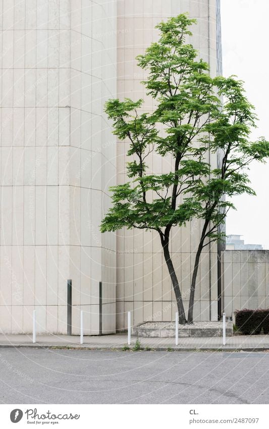 baum und beton Baum Stadt Haus Hochhaus Platz Gebäude Architektur Mauer Wand Verkehrswege Straße Wege & Pfade Poller grau grün Farbfoto Außenaufnahme