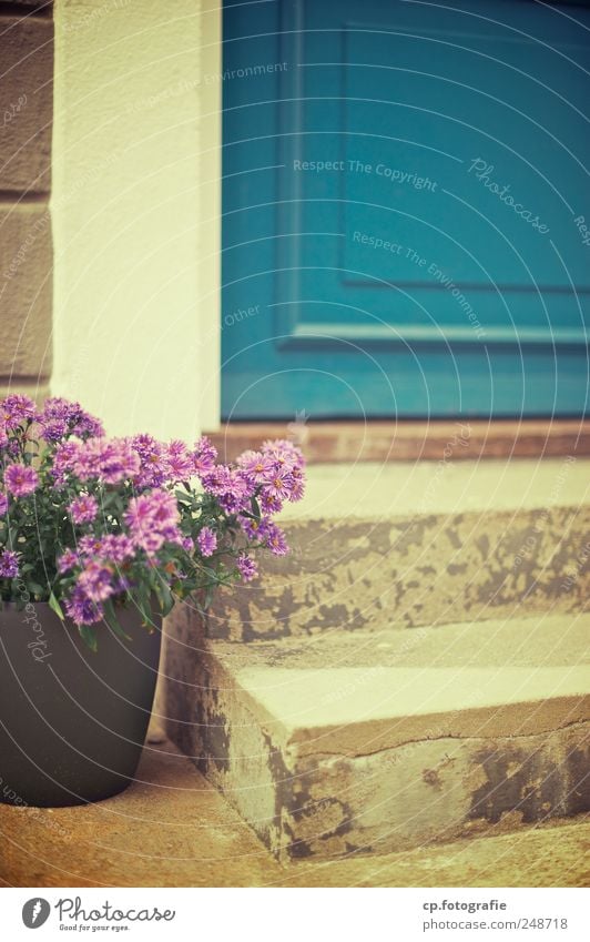 Willkommen Pflanze Sommer Schönes Wetter Blume Blüte Haus Fröhlichkeit Lebensfreude Treppe Tür Blumentopf Beton Riss Tag Schwache Tiefenschärfe