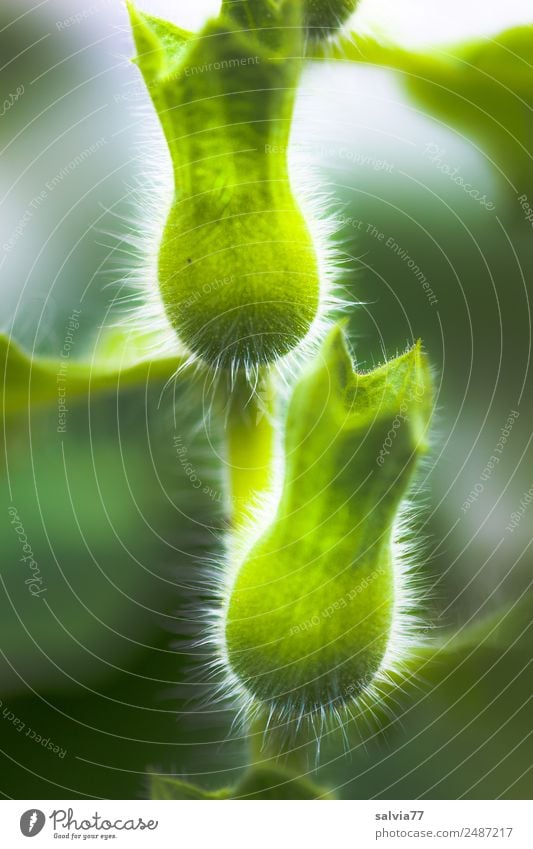 feine Härchen Natur Pflanze Blume Blüte Wildpflanze Bilsenkraut Nachtschattengewächse Blütenknospen Garten weich grün Symmetrie Gift außergewöhnlich zart