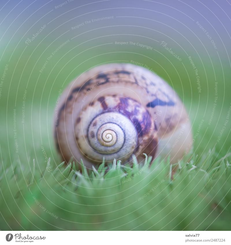 Musterhaus Natur Erde Pflanze Moos Wald Tier Schnecke Schneckenhaus Ornament rund weich braun grün Design Mittelpunkt ruhig Schutz Symmetrie Spirale Farbfoto