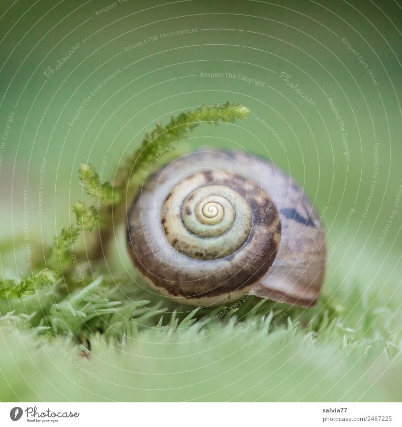 geborgen im Moos Umwelt Natur Pflanze Herbst Schneckenhaus Tier rund weich braun grün Design einzigartig Idylle ruhig Spirale Ornament Schutz Märchen Symmetrie