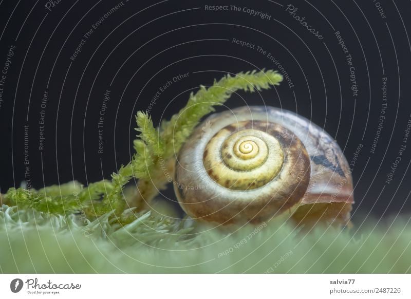 geborgen Umwelt Natur Pflanze Moos Tier Schnecke Schneckenhaus 1 Schutz Symmetrie Spirale weich Geborgenheit filigran Kontrast Strukturen & Formen Farbfoto