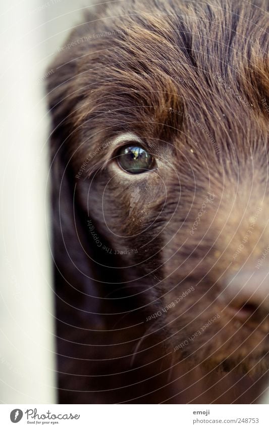 ich bin drinnen und du bist draussen Haustier Hund Tiergesicht 1 braun eingeschlossen gefangen Auge betteln Traurigkeit Tierheim Farbfoto Außenaufnahme Tag