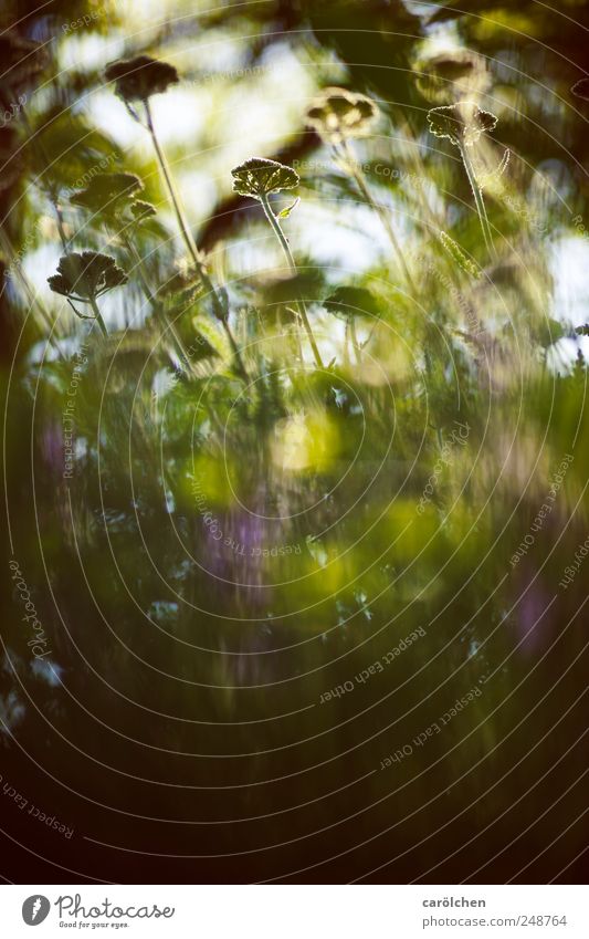 sommerlicht Umwelt Natur Pflanze Garten Wiese grün violett Gegenlicht Sommer Unschärfe Textfreiraum unten Farbfoto Außenaufnahme Detailaufnahme Silhouette